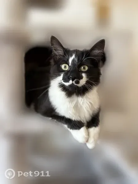 Chat perdu, Rue Casimir-Fournier, 2, Maubeuge - photo