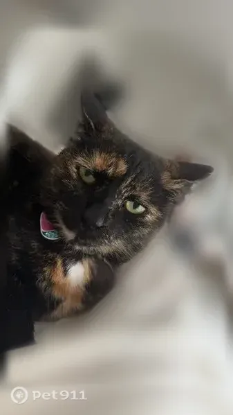 Lost cat, Peirce Street, East Greenwich, Warwick - female tortoiseshell shorthair with a collar and 2 tags - photo