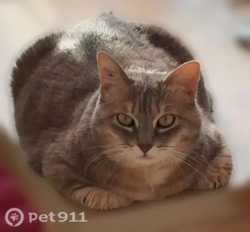 Chat perdu femelle, Boulevard Victor Hugo, 6, La Tour-du-Pin, Lyon - stérilisée, tatouée - photo