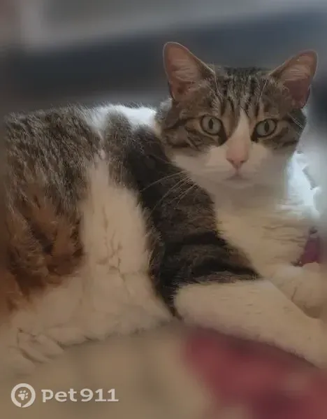 Chat perdu mâle, Chemin Rouquille, 12, Sigean - tigré et blanc - photo
