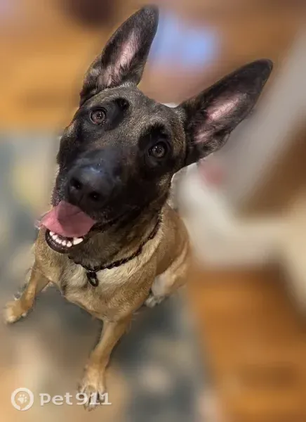 Lost dog, Harvard - female, tan with a dark face - photo