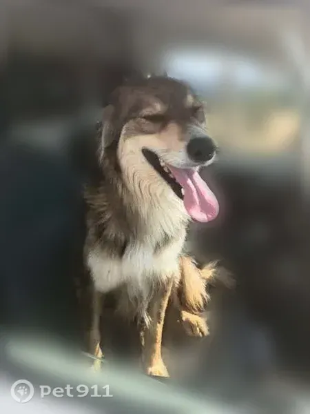 Chien perdu mâle, Les Salles, Paris - border collie sable - photo