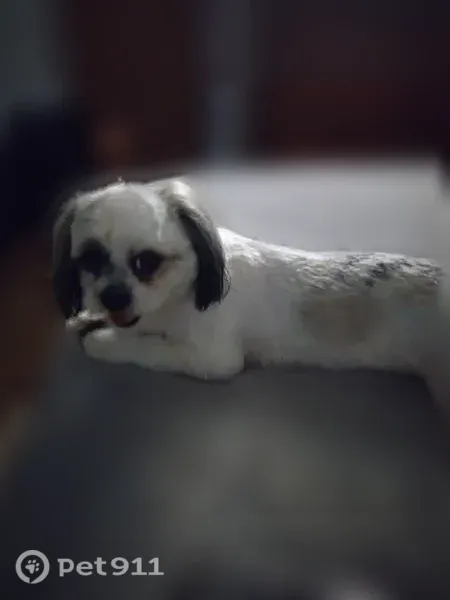 Lost dog, 20th Street North, 3165, Arlington - male, white with gray and dark brown spots - photo