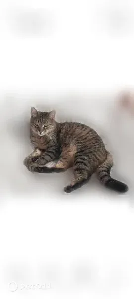 Chat perdu mâle, Place de l'Église, 17, Vétheuil, Follainville-Dennemont - tigré, tacheté - photo