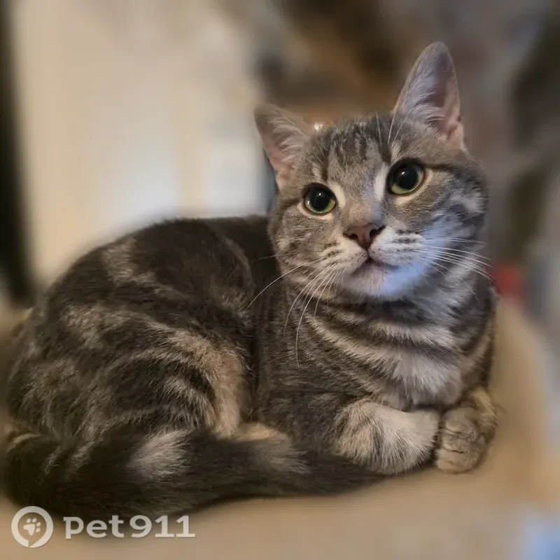 Chat perdu, femelle, Rue de l'Église, 2, Breteuil - collier à puces gris - photo