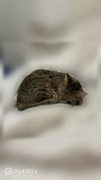 Lost cat, Hammock Drive, 1600, Nokomis - female tabby with large green eyes - photo