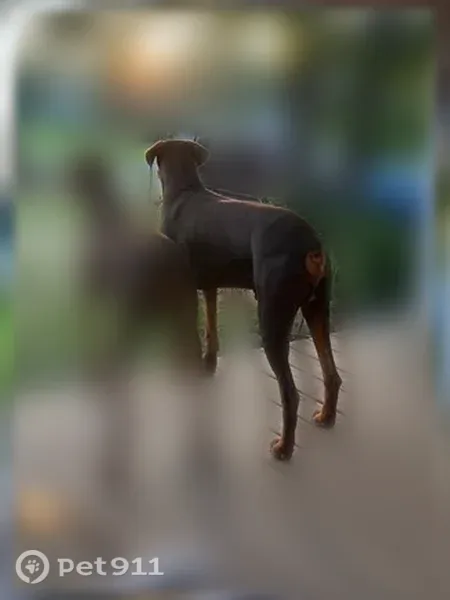 Lost dog, John Hancock Drive, 108, Cusseta - male - photo