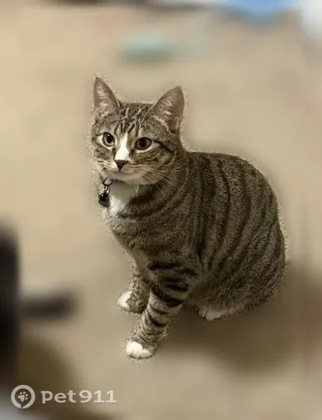 Lost cat, Hamstead Court, 1323, Colorado Springs - male, black collar - photo