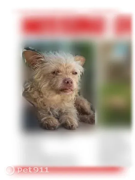 Lost dog, Beach Street, 8145, Los Angeles - female, 14 years old, shaggy wire hair - photo
