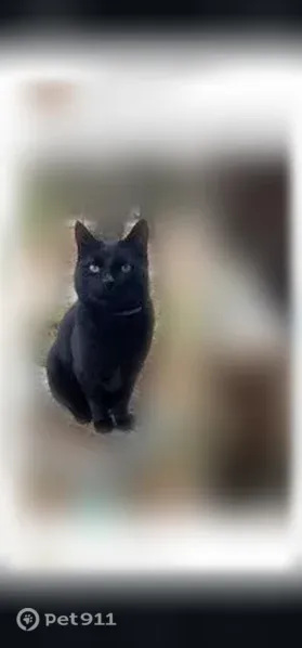 Lost cat, Bowman Drive, 2641, Springdale - male, completely black, blue flee collar - photo
