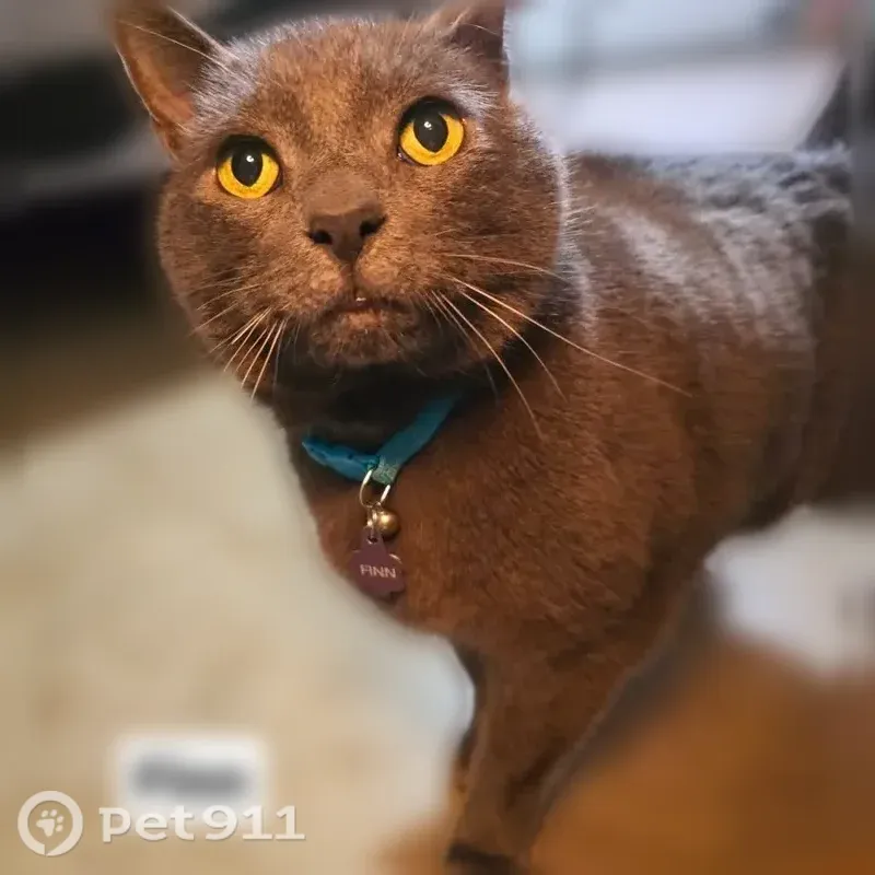 Lost cat, Southwest Bryan Way, 17816, Beaverton - male, blind and deaf - photo