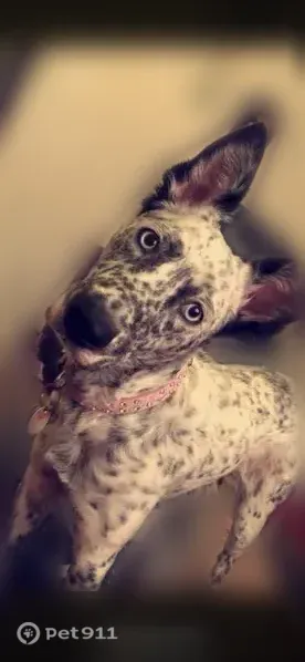 Lost dog, West 4th Street, 1410, Okmulgee - female, white with black spots, black ears, blue eyes - photo