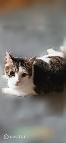 Lost cat, male, Wilson, New York - indoor-only, skittish, half white and half brown face - photo