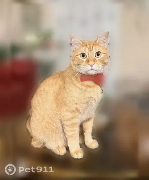 Lost cat, Indian Springs Road, 340, Fairview - male orange tabby - photo