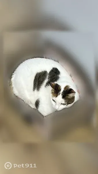Lost cat, female, Hendrix Street, 622, Brooklyn - photo
