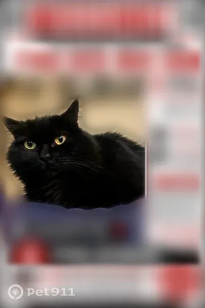 Missing cat Female, Chicago (usl542776) - photo