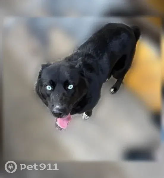 Lost dog, Alabama 139, 59, Maplesville, Arlington — female black Siberian husky with bright blue eyes - photo