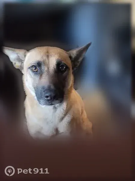 Lost dog, Hickory Track, 30, Ocala, Orlando - female, rusty/tan brownish red coat, curled tail - photo