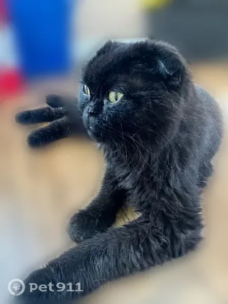 Found cat, Tidewater Drive, Norfolk - black Scottish Fold, incredibly friendly - photo