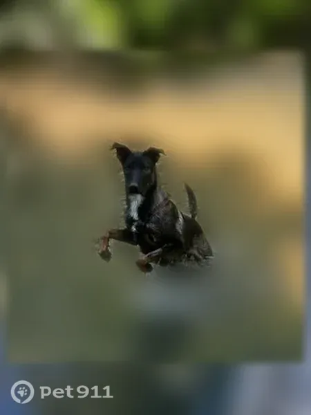 Chien perdu mâle, chemin derrière les os, 220, Cadenet - malinois croisé beauceron - photo