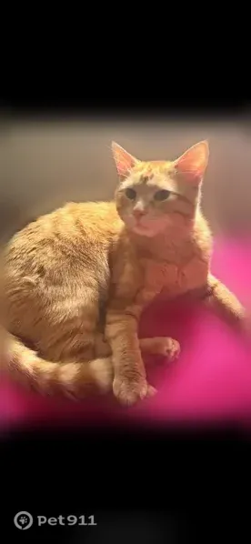 Lost cat, 15th Street, 3042, Rockford - male, orange, somewhat friendly - photo