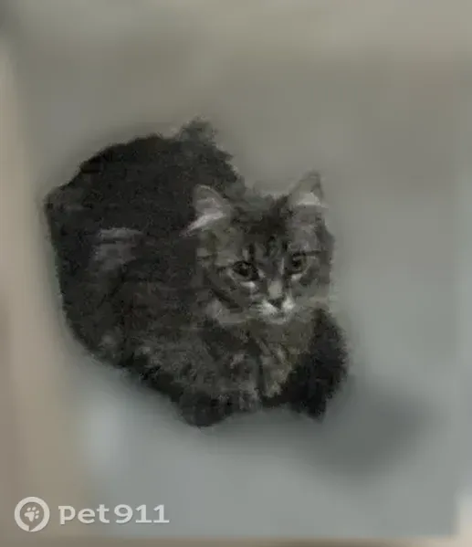 Found cat, Fernwood Avenue, 3001, Ann Arbor - young gray tabby with medium-length fur - photo