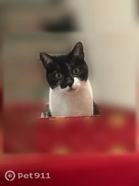 Lost cat, Yorkshire Drive, 921, Los Altos - female, microchipped, tuxedo markings - photo