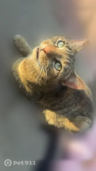 Lost cat, West Gary Way, 279, Phoenix - female, clipped ear - photo