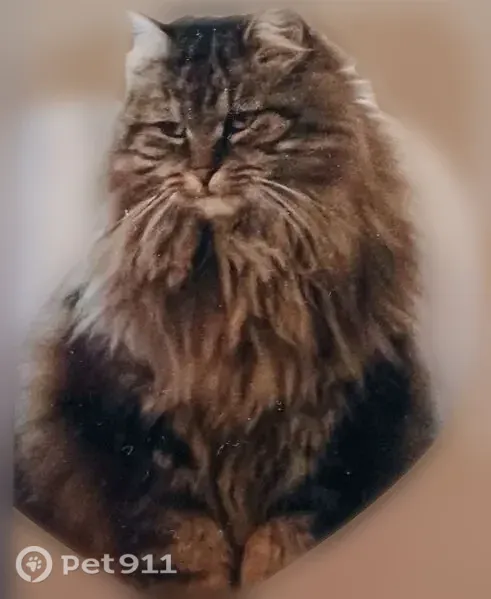 Chat perdu, Rue de Vaucroix, Villiers-sur-Loir — femelle sibérienne - photo
