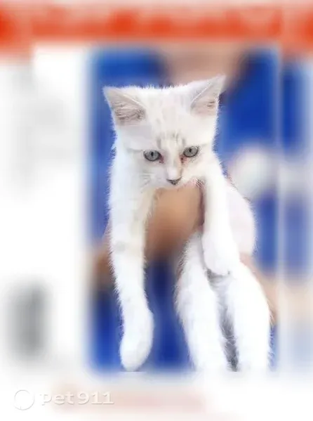 Chat perdu femelle, Rue du Chardon, 43, Thionville - chaton blanc aux yeux bleus, queue tigrée - photo