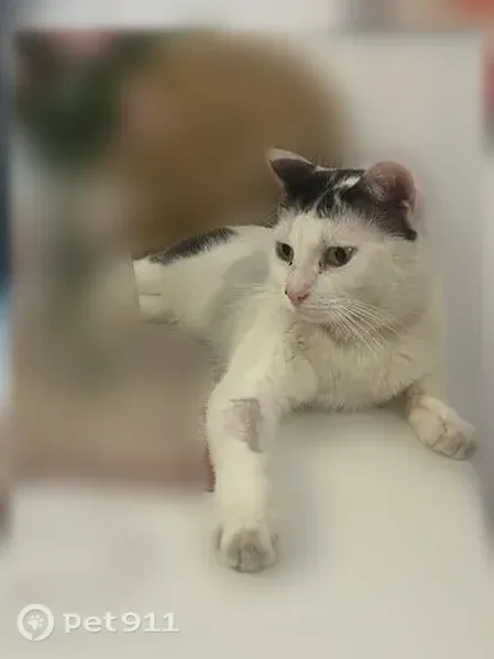 Chat perdu mâle, Avenue de la Cour de France, 32 Bis, Juvisy-sur-Orge, Paris - blanc avec queue noire et taches noires - photo