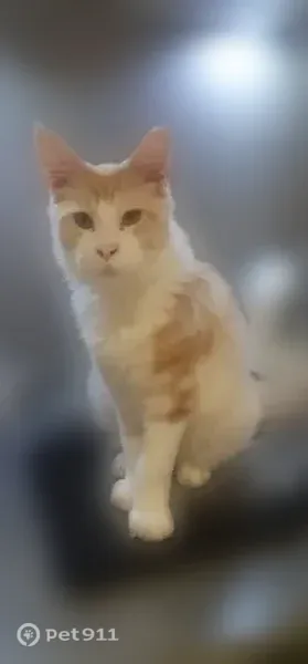 Chat perdu, Rue Romain Rolland, 29, Besançon - mâle, blanc et roux, se laisse approcher facilement - photo
