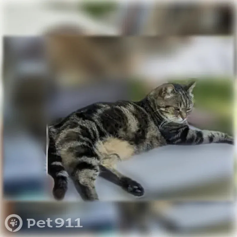Chat perdu femelle, Rue Emile Combes, 59, Hersin-Coupigny - chat tigré - photo