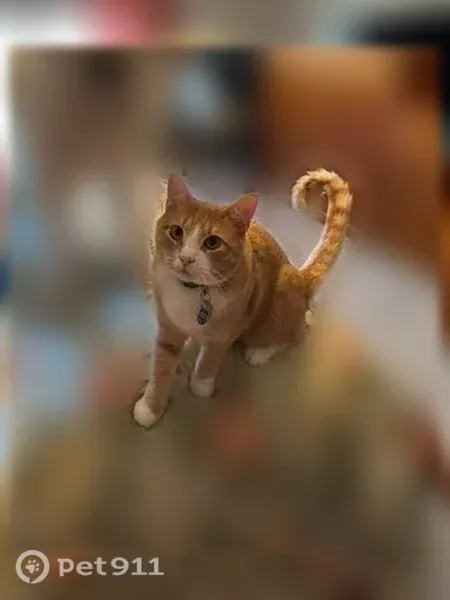 Lost cat, Burr Oak Street, 4751, Eagan - orange friendly cat - photo