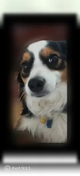 Lost dog, Allen Street, 2285, Rahway - female - photo