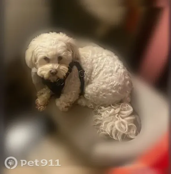 Lost dog, East Florence Avenue, 2975, Huntington Park - female maltipoo - photo
