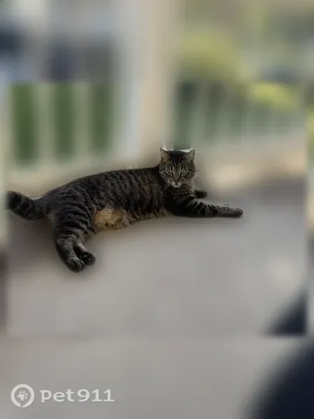 Lost cat, Middleville, Michigan, Grand Rapids - male, large face - photo