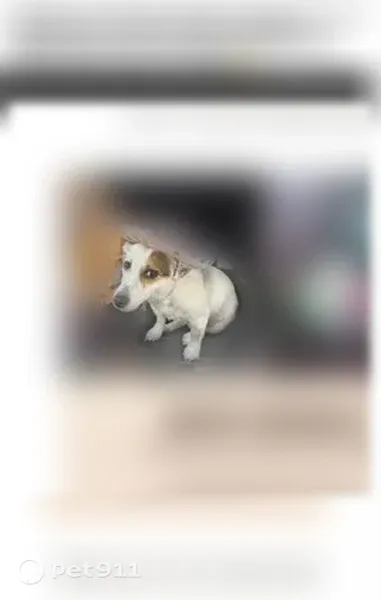Lost dog, Roll Cast Road, 5256, Royse City, Fort Worth - female, small white with a brown eye patch - photo