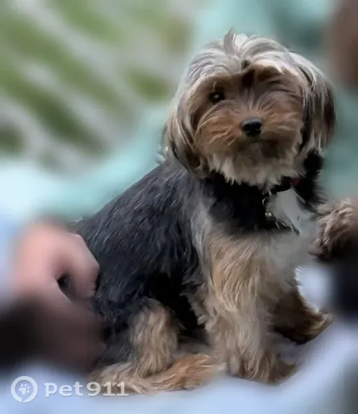 Lost dog, Sgoda Road, Alpharetta - female, red collar with a bell - photo