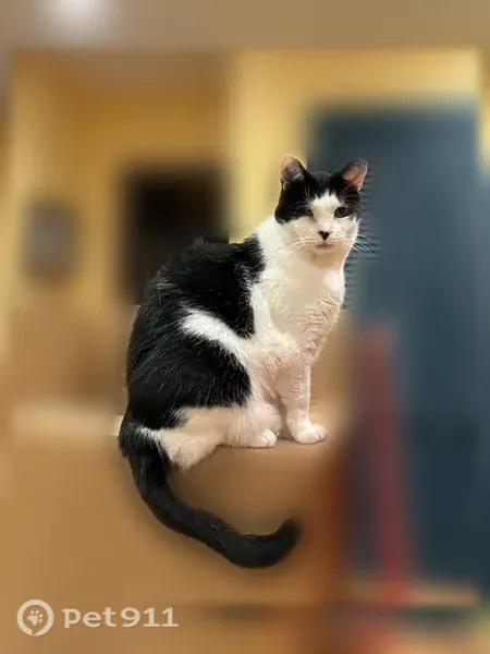 Lost cat, Shaker Boulevard, 14718, Shaker Heights, Atlanta - female, black and white, blind in one eye - photo