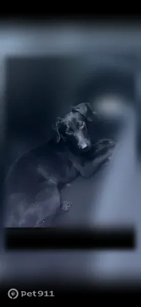 Lost dog, Kinsman Road, 11617, Cleveland - female - photo