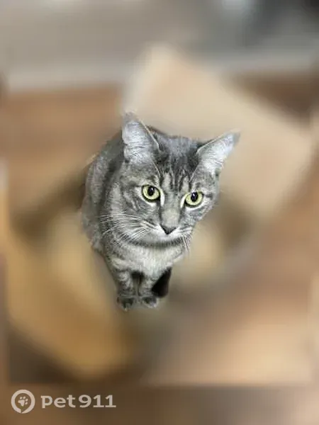 Lost cat, Wayforest Drive, 17715, Houston - female tabby, easily scared - photo