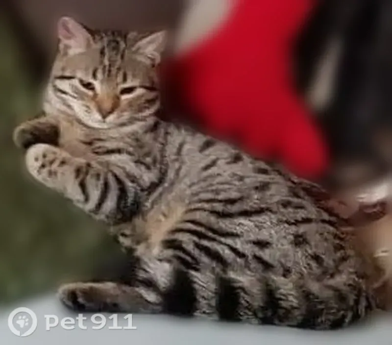 Perdu Chat femelle, Rue Ferdinand Berthoud, 87, Argenteuil — tigrée, pucée - photo