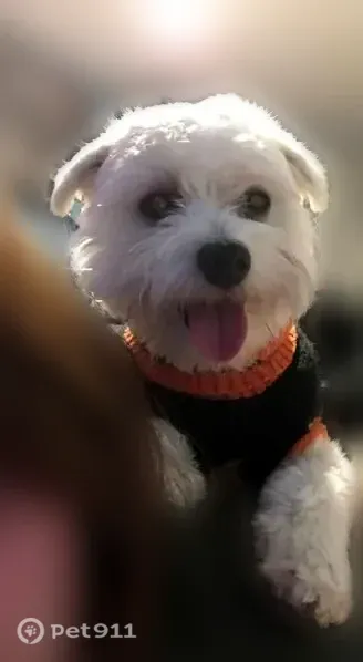 Lost dog, Avenue A, 422, Dallas - male Maltese - photo