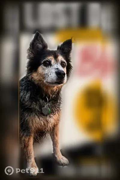 Lost dog, Bryant Street, 3925, Denver - female - photo