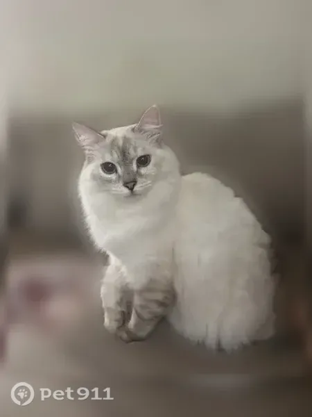 Lost cat, Bluebay Lane, 9035, Pensacola - photo