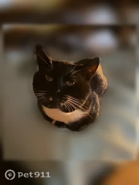 Lost cat, Birch Avenue, 16, Glen Burnie, Baltimore - photo