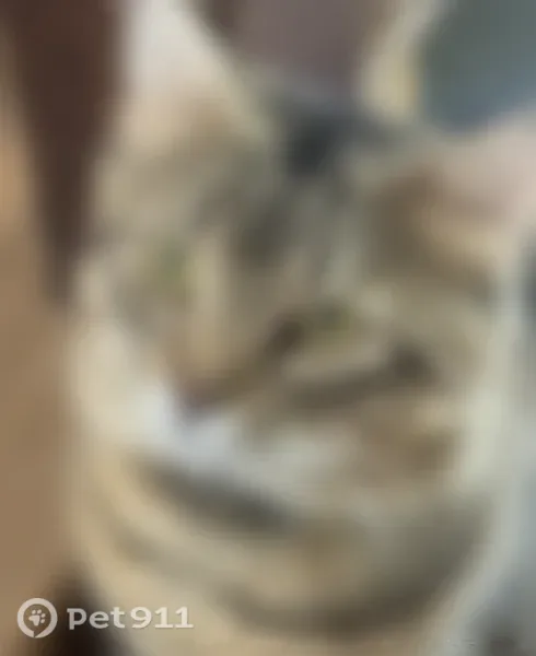 Lost cat, Clover Lane, 28946, Evergreen, Denver - indoor male cat with collar and tags - photo