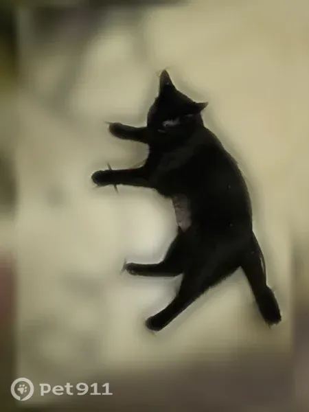 Lost cat, Possum Hollow Drive, Camdenton, Kansas City - female, short legs, very vocal - photo