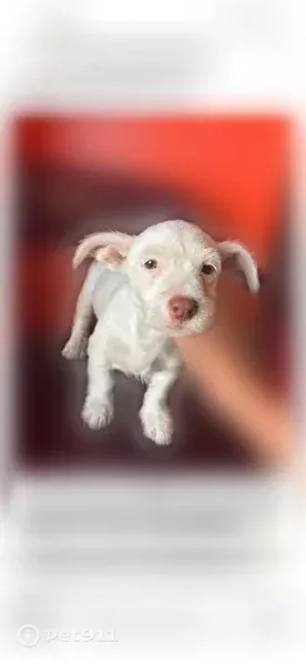 Lost dog, Mile 4 West Road, 8027, Weslaco - male, fully white, playful - photo